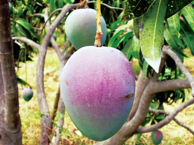 Agroexportacion peruana campana 2026